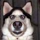 AUSSIE-DOG