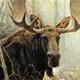 Moosewa