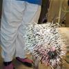 NEVER mess with a porcupine!
