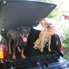 my dogs and the other half