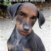 Man Or Dog?