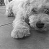MY PUPPY MUMBOOO!!!