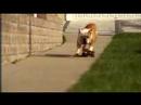 Skateboarding Bulldog