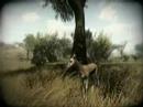 Far Cry 2 teaser trailer