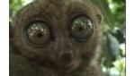 Funny Tarsier