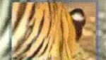 Monkey beat a tiger
