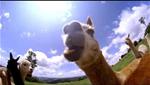 PS3 Video - CGU Insurance - Bill the Alpaca Breeder