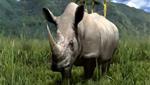 PS3 Video - Africa for PS3 (coming soon)